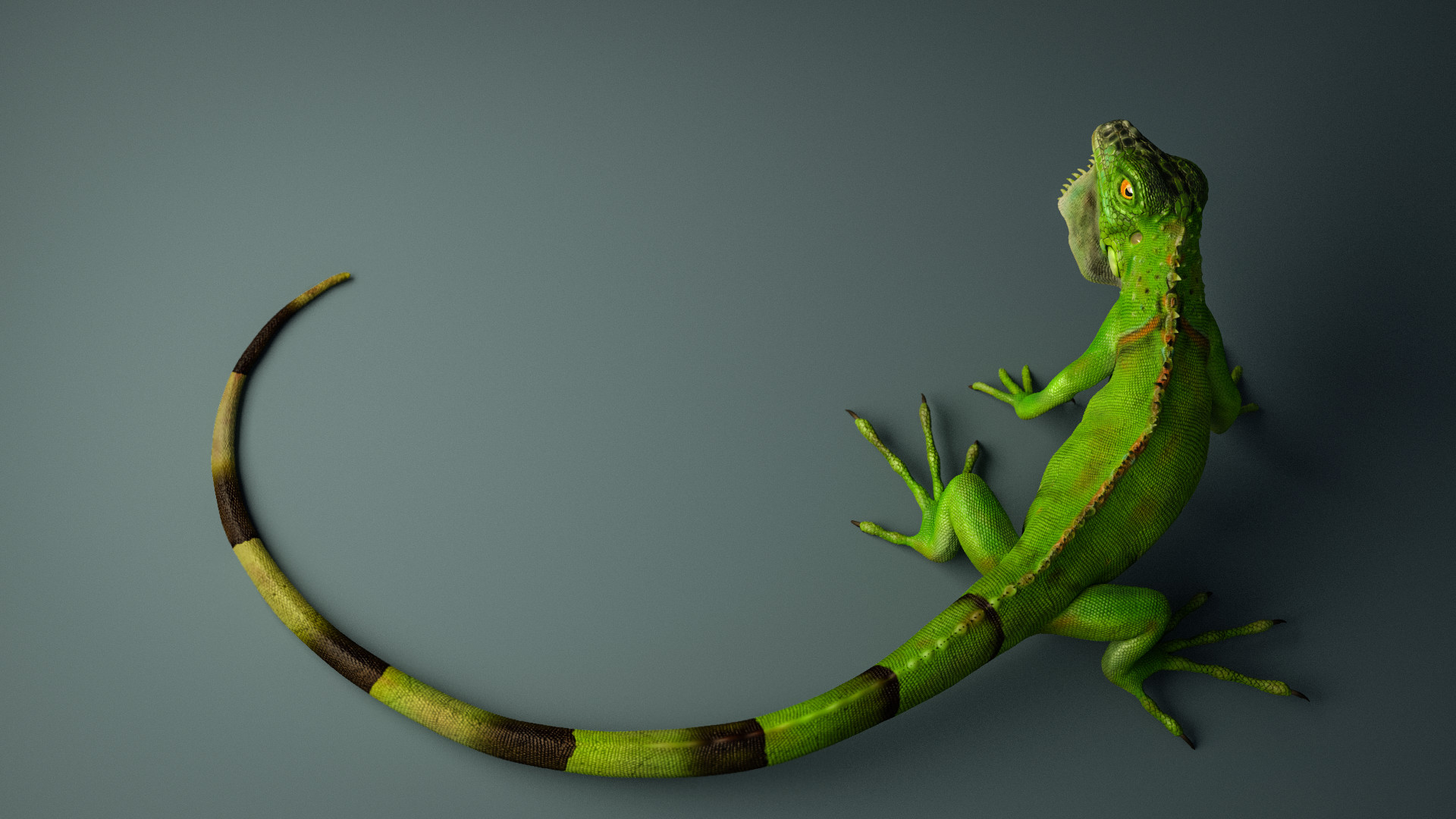 images/download/attachments/60097547/Milo_Liao_-_Iguana_Compressed.jpg