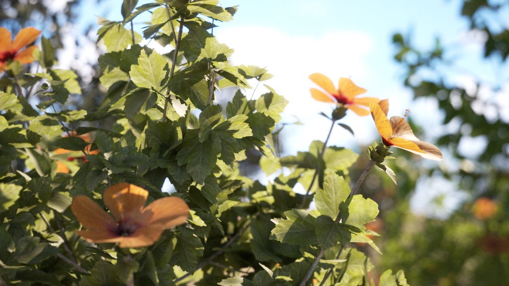 images/download/attachments/60099945/Max2022_VRay5_Leaves_step1.2.jpg