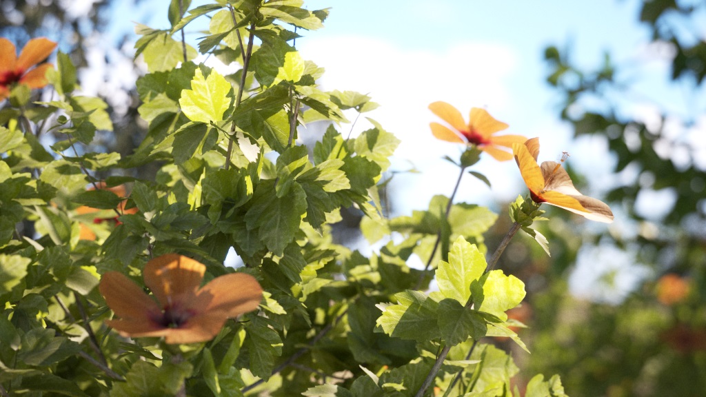 images/download/attachments/60099945/Max2022_VRay5_Leaves_step2.2.jpg