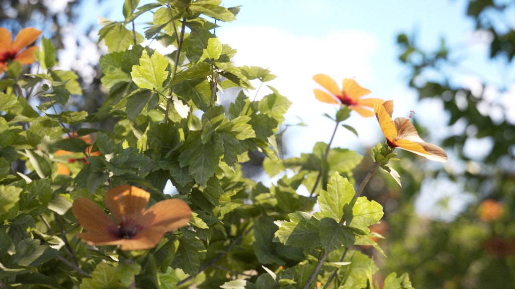 images/download/attachments/60099945/Max2022_VRay5_Leaves_step3.1.jpg